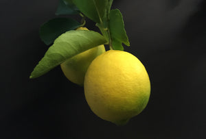 Lemon Trees & Other Citrus