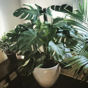 Plants for a Healthy Office