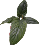 Philodendron ernestii  *In-store Pickup Only*