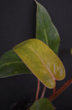 Philodendron Painted Lady  *In-store Pickup Only*