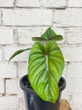 Philodendron plowmanii  *In-store Pickup Only*