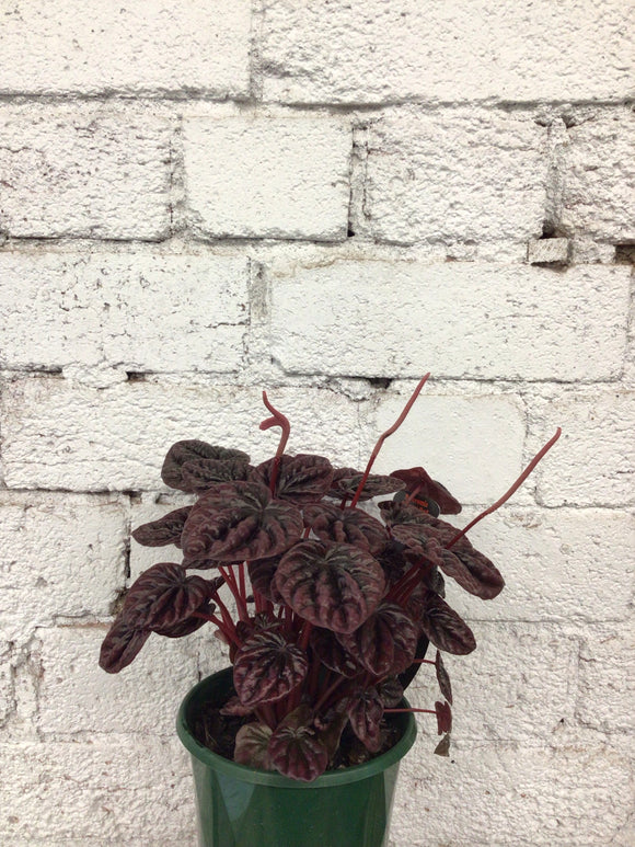Peperomia ‘Schumi Red’