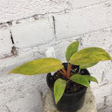 Philodendron Painted Lady  *In-store Pickup Only*