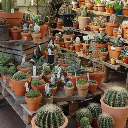 Cactus House