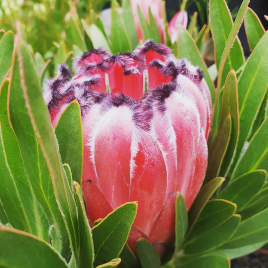 Proteas