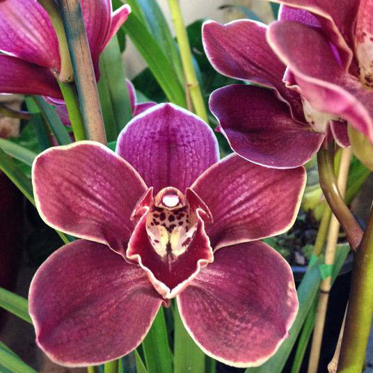 Cymbidium Orchids