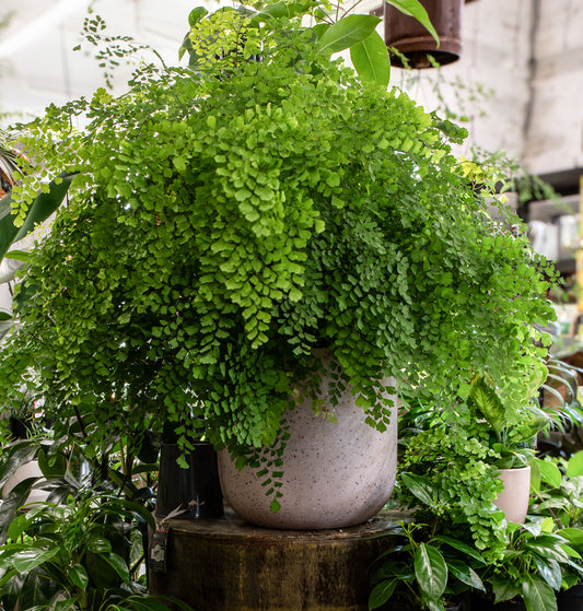 Maiden Hair Ferns