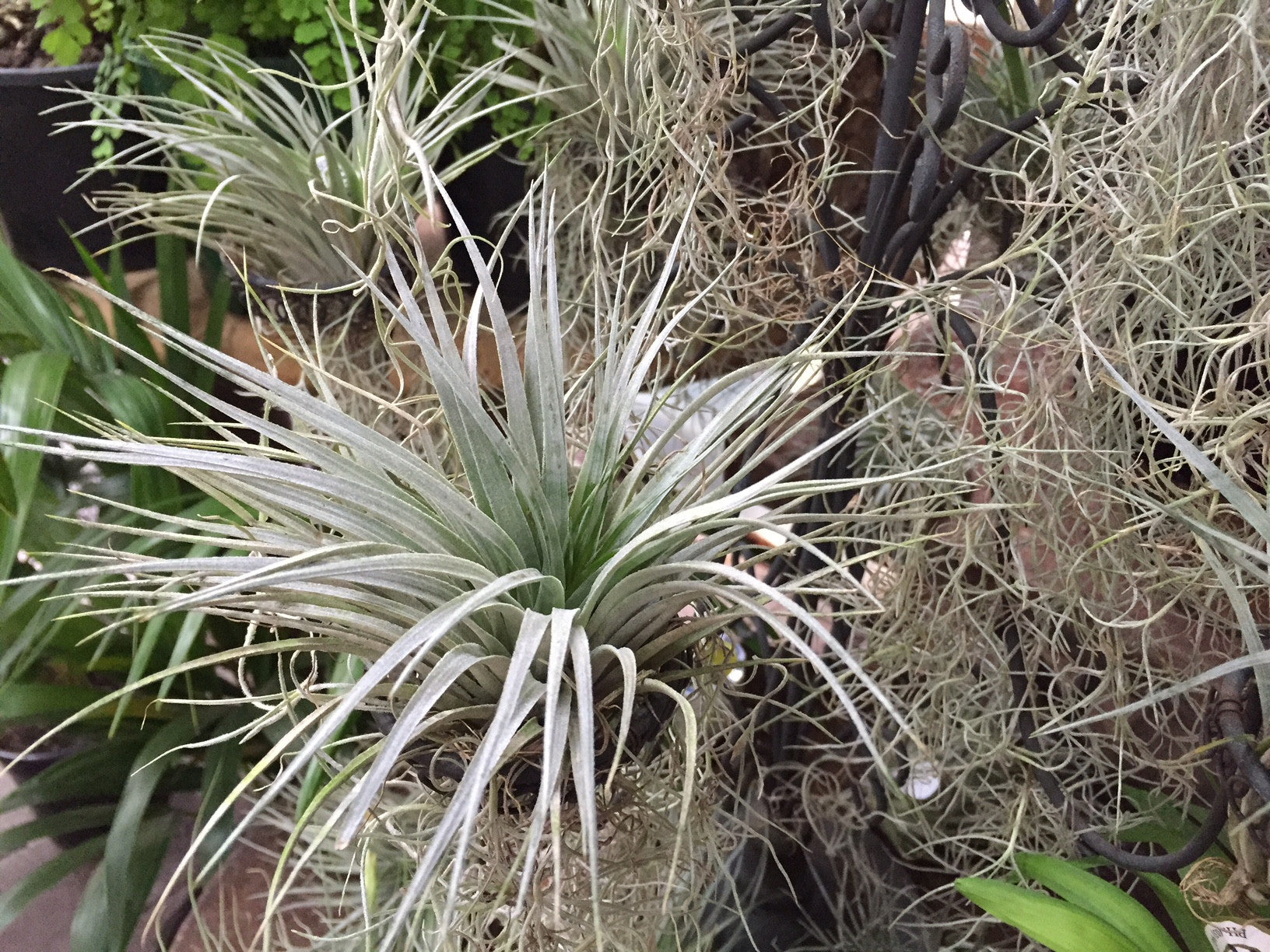 Tillandsia 'Air Plants' – Fitzroy Nursery