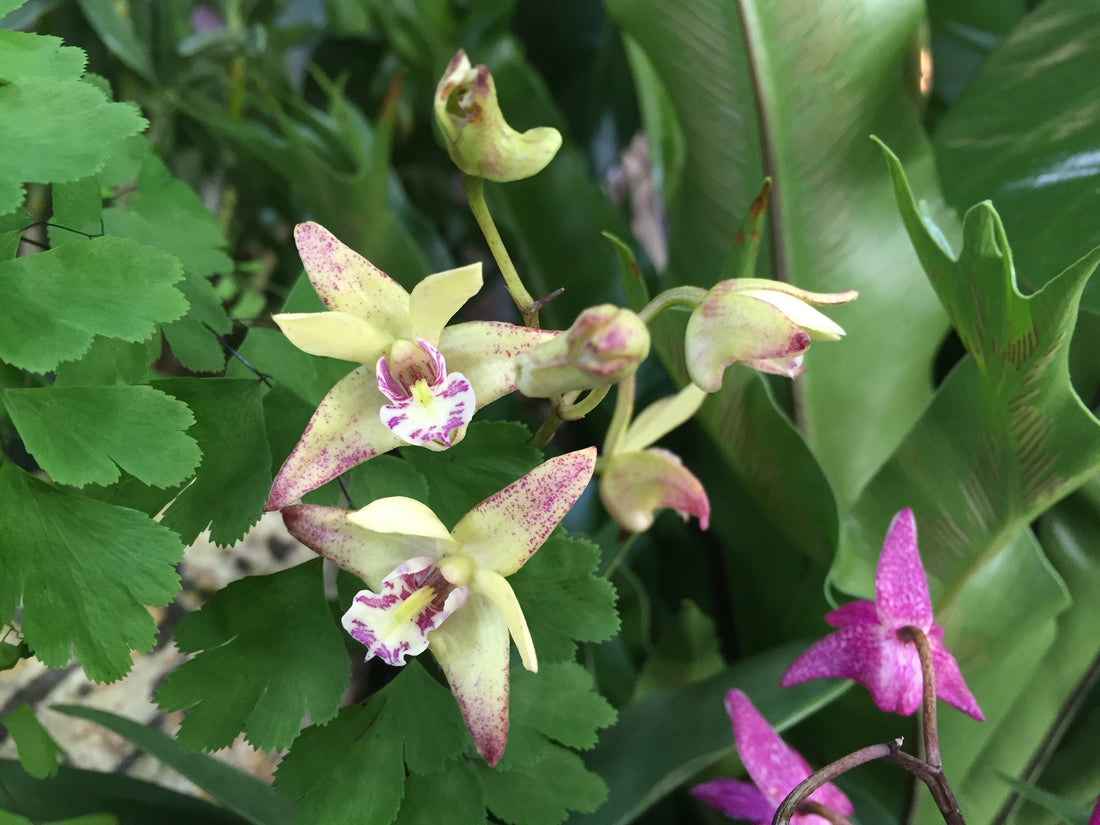 Dendrobium Orchids