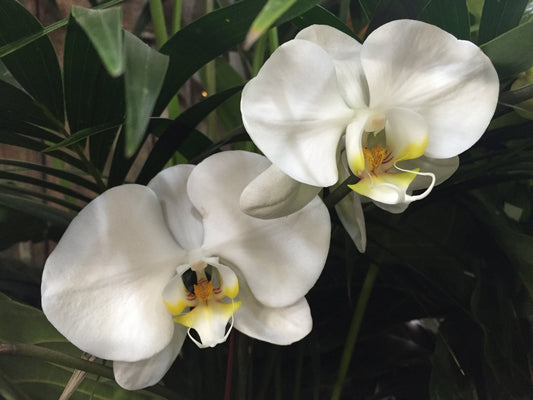 Moth Orchids