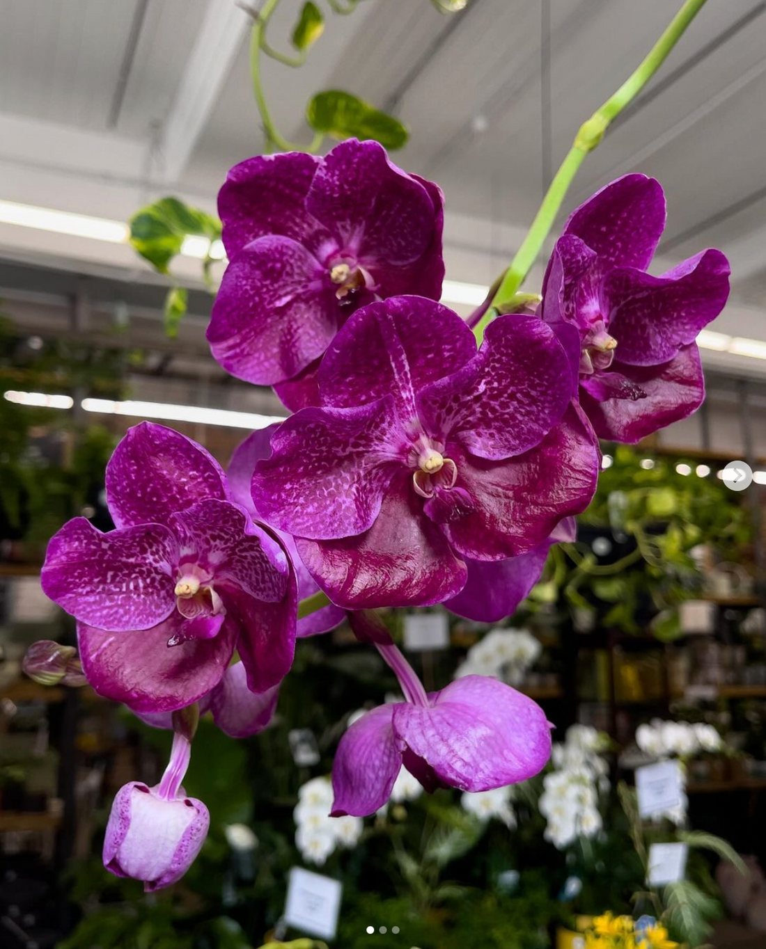 Vanda orchids