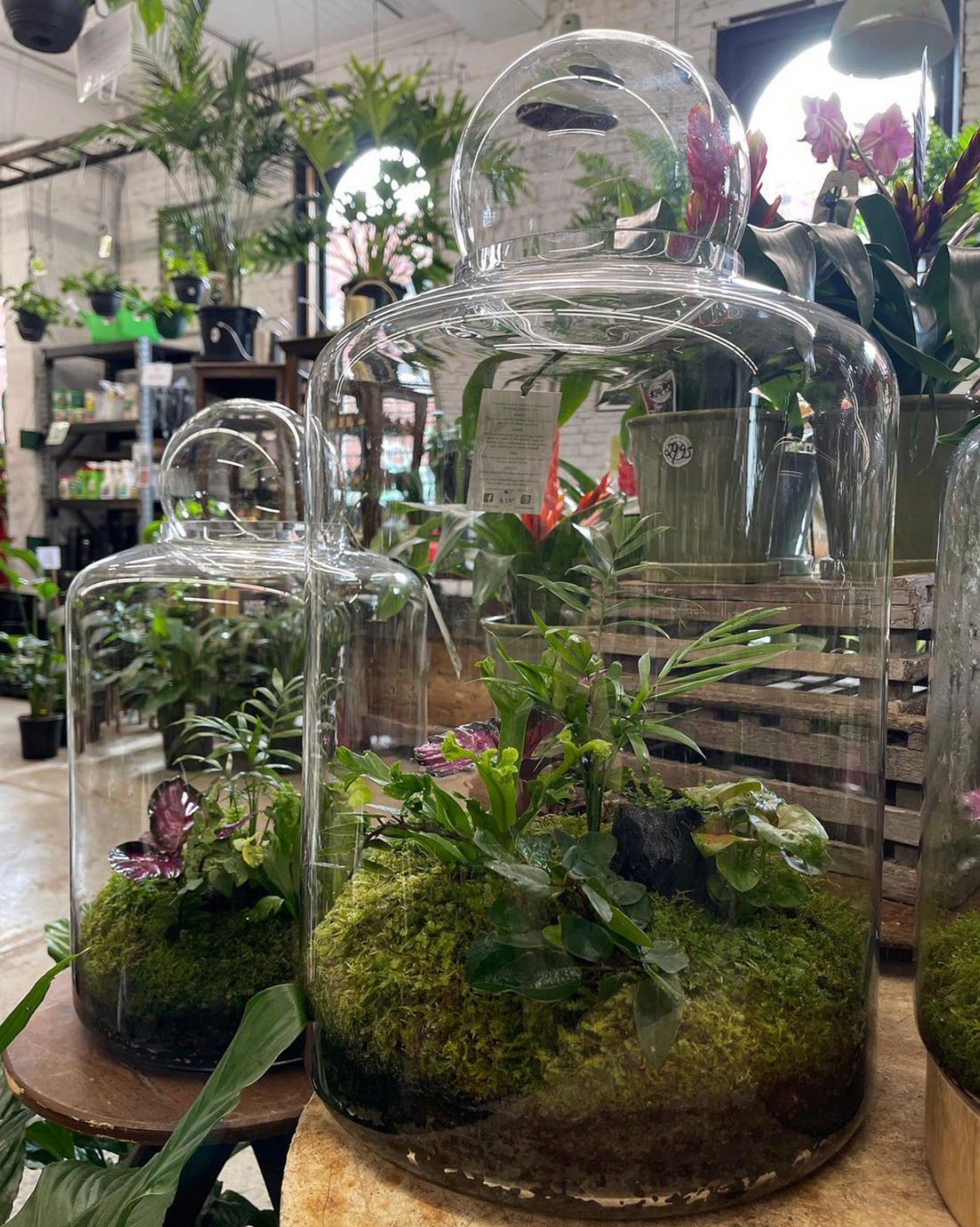 Terrariums