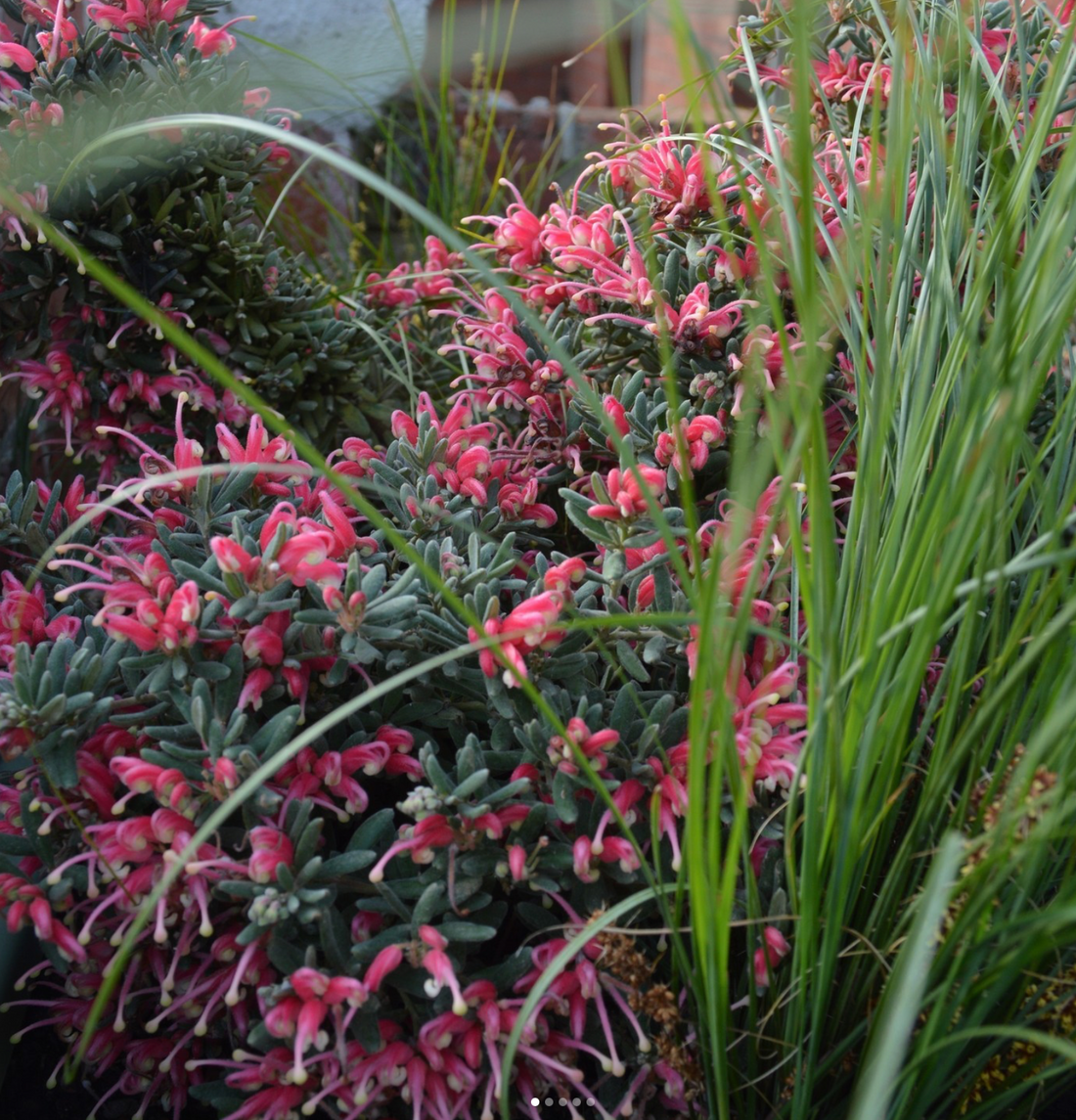 Grevillea species