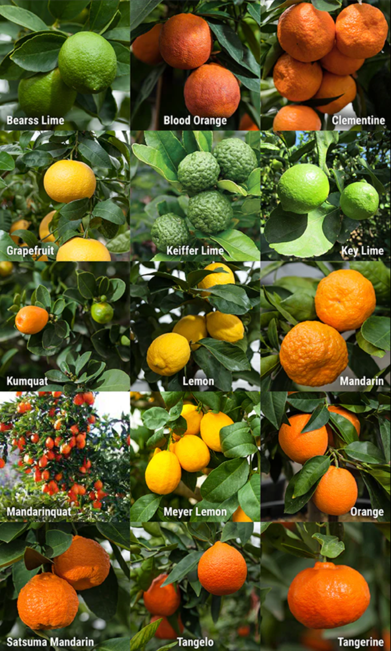 Lemon Trees & Other Citrus