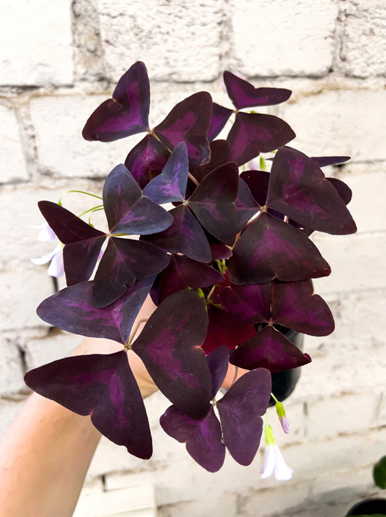 Oxalis triangularis – Fitzroy Nursery