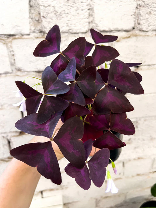 Oxalis triangularis