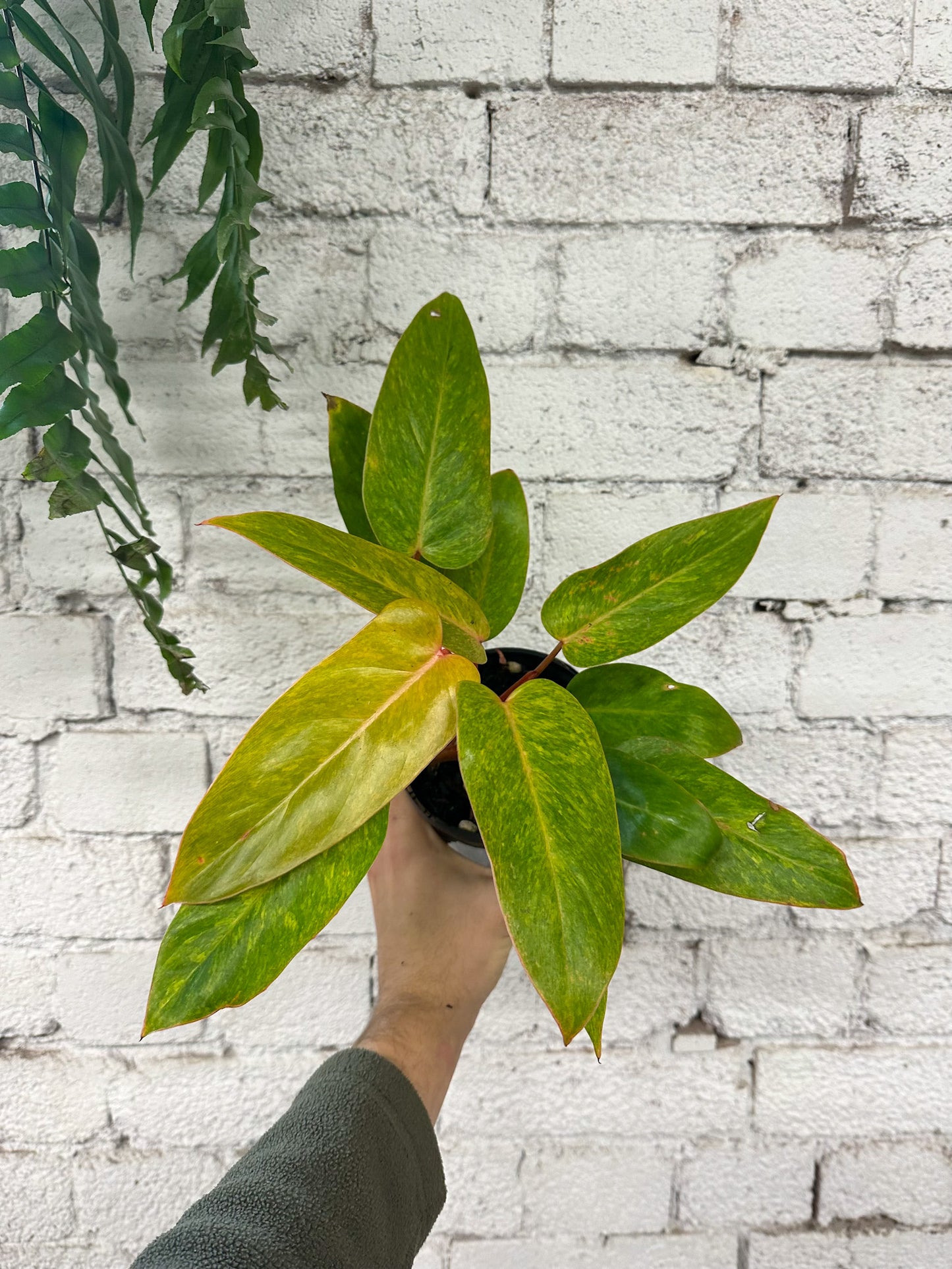 Philodendron Painted Lady