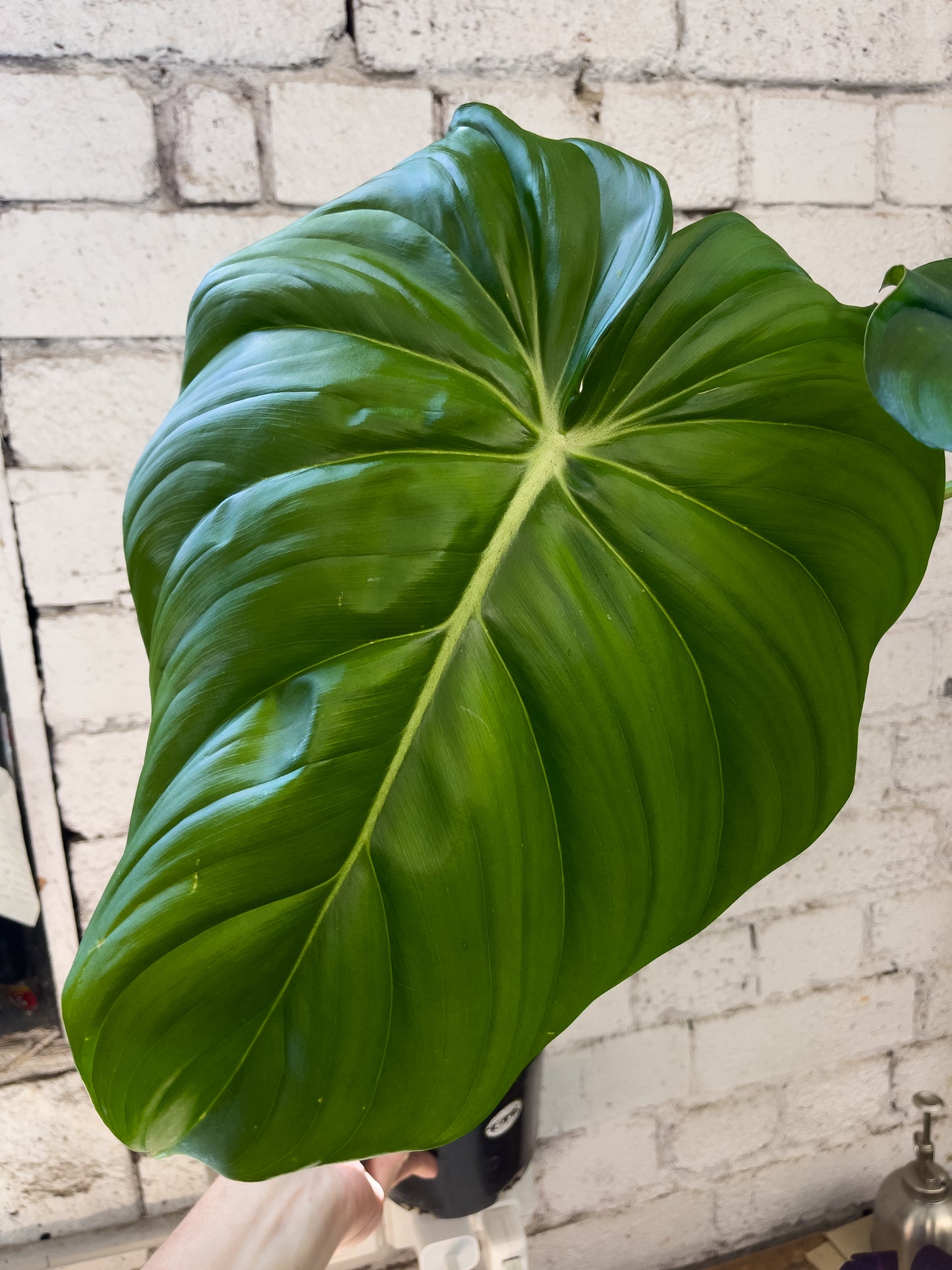 Philodendron Dean McDowell