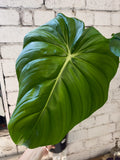 Philodendron Dean McDowell *In-store Pickup Only*