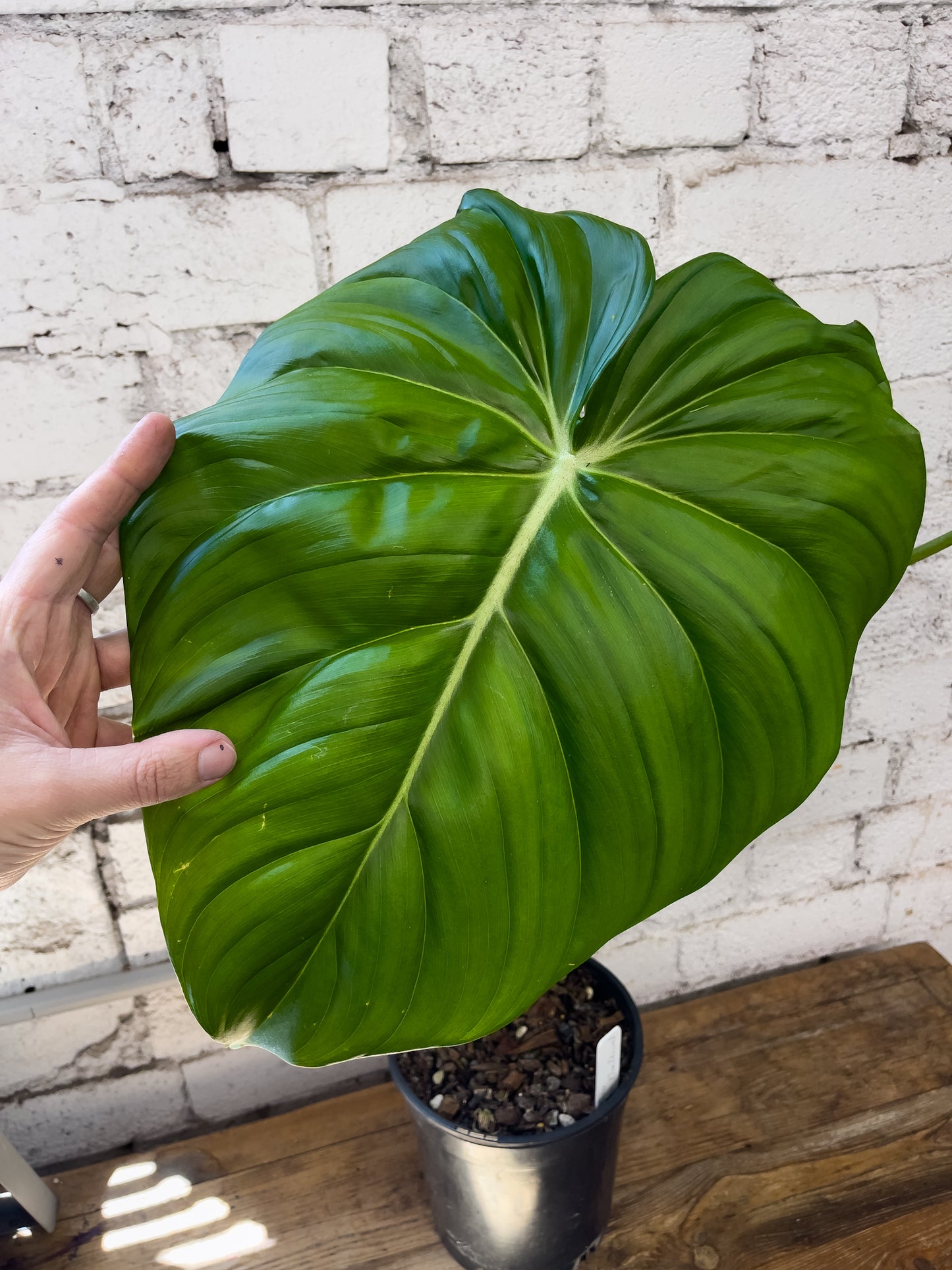 Philodendron Dean McDowell