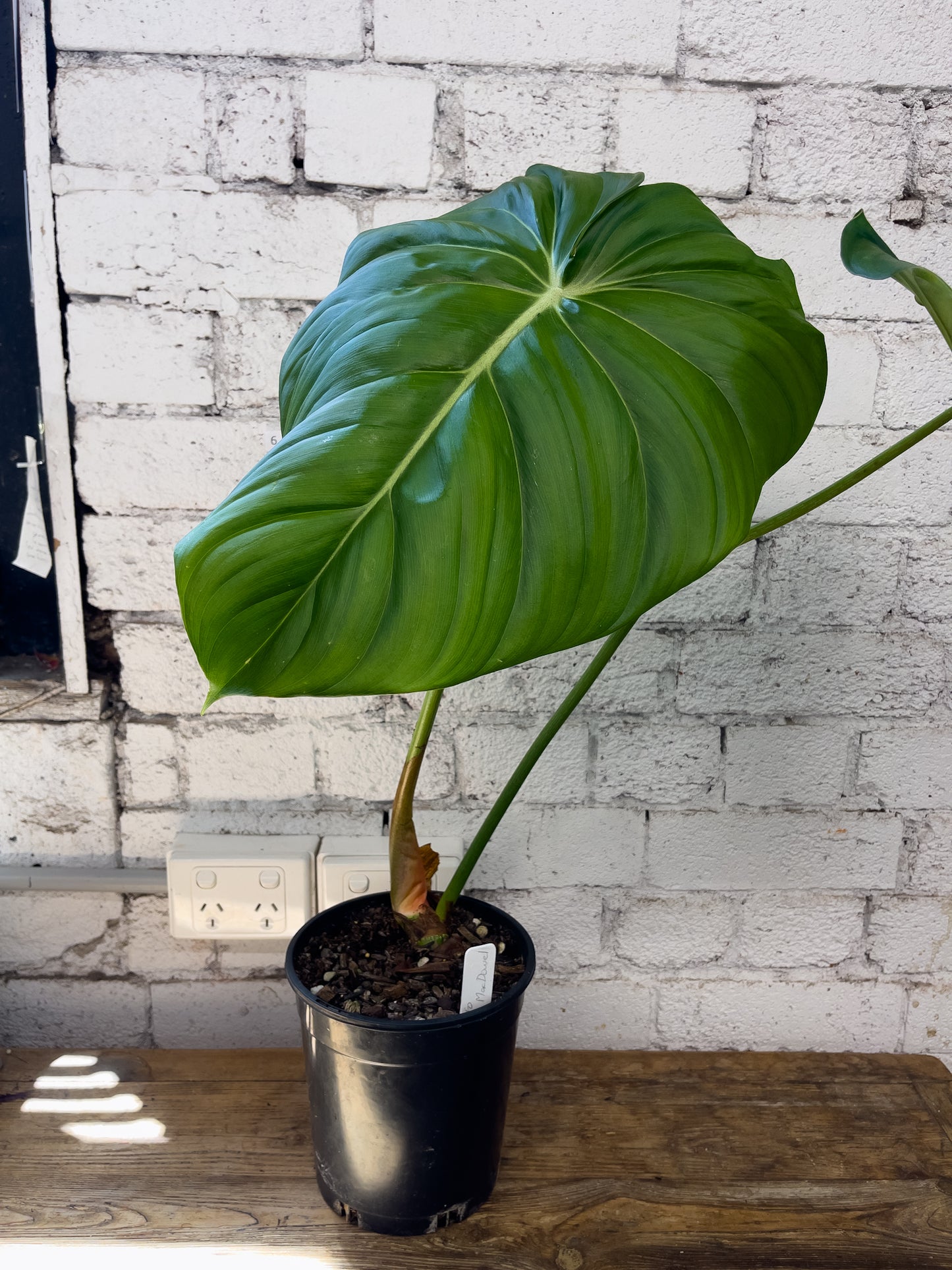 Philodendron Dean McDowell