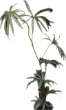 Anthurium polyschistum