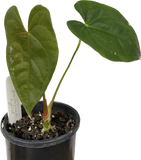 Anthurium guatemala hybrid
