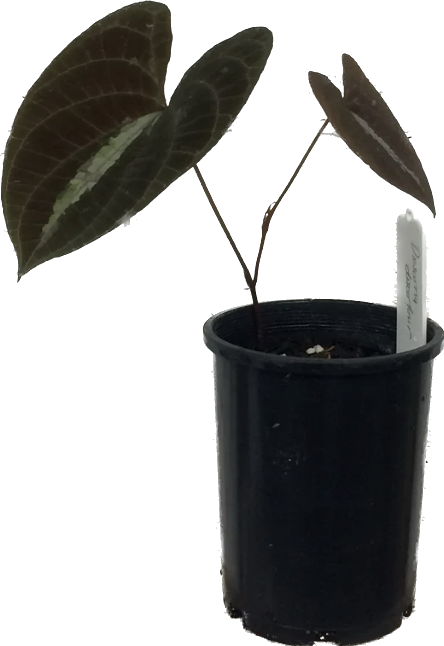 Dioscorea Discolour