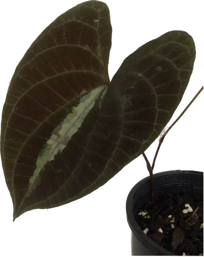 Dioscorea Discolour