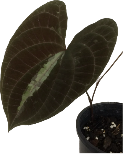 Dioscorea Discolour