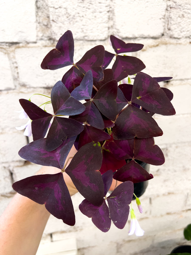 Oxalis triangularis – Fitzroy Nursery