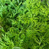 Herbs 140mm pot