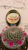 Cactus varieties 13cm pot