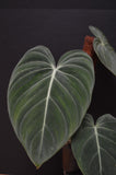 Philodendron ‘Glorious’ (Gloriosum x Melanochrysum)