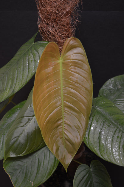 Philodendron tenue