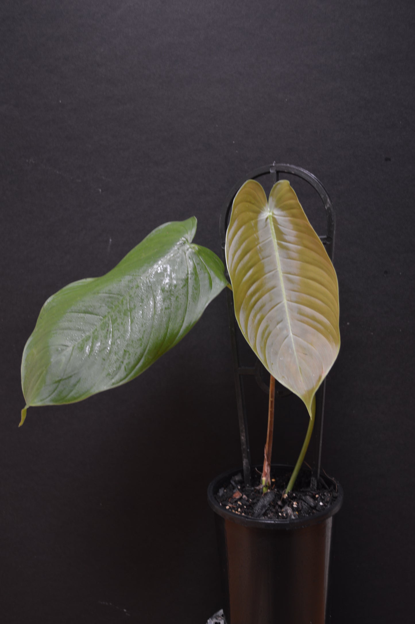 Philodendron tenue