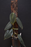 Philodendron melanochrysum - Seed Grown