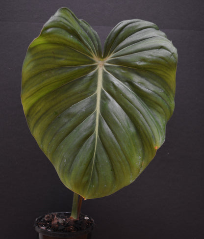 Philodendron Dean McDowell