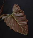 Philodendron corsinianum X