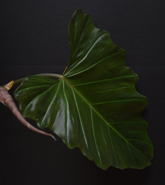 Philodendron corsinianum X  *In-store Pickup Only*