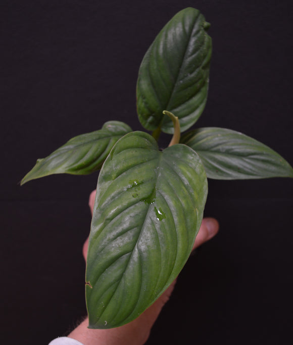 Philodendron ernestii  *In-store Pickup Only*