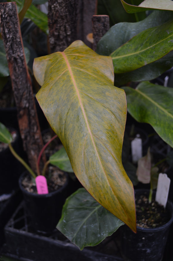 Philodendron 'Autumn Queen'