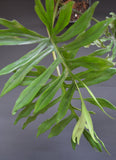 Philodendron mayoi