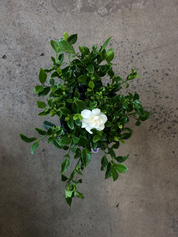 Gardenia florida