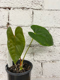 Anthurium guatemala hybrid