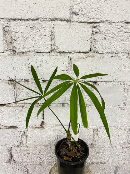 Anthurium polydactylum