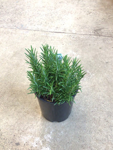 Rosemary (Rosmarinus officinalis) 140mm pot