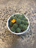 Cactus varieties 13cm pot