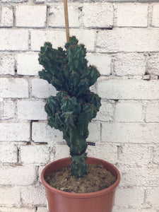 Cereus peruvianus monstrose
