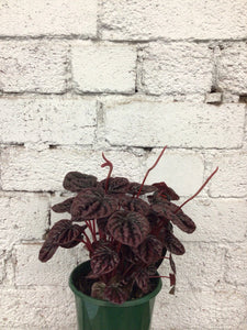 Peperomia ‘Schumi Red’